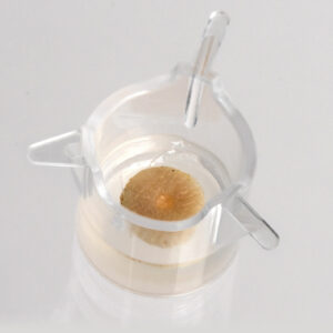 WoundSkin 8 mm, live ex vivo human skin model with a superficial circular wound for wound healing and infection studies