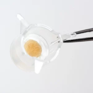 Tape Stripped NativeSkin access 8 mm, ex vivo human skin model with remove stratum corneum and altered skin barrier.